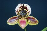 Paph. Hung Sheng Taipan 'Bear-4'