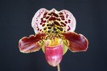 Paph. Hung Sheng Taipan 'Bear-5'