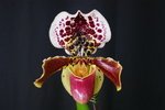 Paph. Hung Sheng Taipan 'Bear-9'