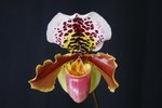 Paph. Hung Sheng Taipan 'Bear-10'