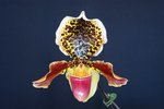 Paph. Hung Sheng Taipan 'Bear-12'