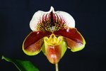 Paph. Hung Sheng Zebra 'Bear-1' 