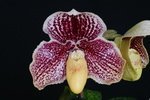 Paph. Shin-Yi Pinky 'Leopard King' BM/TPS 