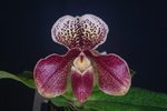 Paph. Winbell 'Bear-1'