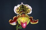 Paph. Hung Sheng Taipan 'Bear-15'