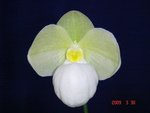 Paph. Charlie Oneill fma. album  