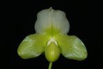 Paph. Dora Crawshaw 'Bear-1'