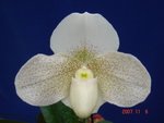 Paph. In-Charm Pearl