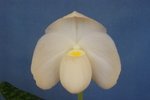 Paph. Iratsume 'Bear'