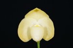 Paph. Iratsume 'Bear-2' 