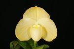 Paph. Iratsume 'Bear-3'