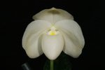 Paph. Iratsume 'Bear-1'