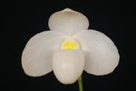 Paph. John Nicholas 'Bear-5'