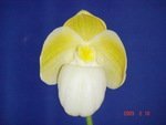 Paph. Kevin Porter fma. album 'Bear-1'