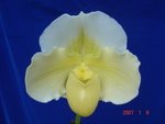 Paph. Silent Knight 'Hung Sheng' SM/TOGA