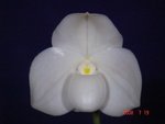 Paph. Wellesleyanum 'Bear-2'