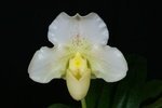 Paph. White Knight 'Bear'