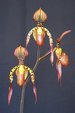 Paph. Hung Sheng Haynaldiar