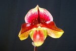 Paph. (Leather x anitum) 'Bear-1' 