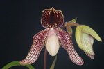 Paph. (Yang-Ji Apple x S. Gratrix)