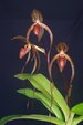 Paph. Booth Sand Lady 'Bear-3'
