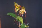 Paph. Chou-Yi Angel 'Bear-1' 