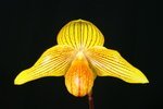 Paph. Dollgoldi 'Bear-1'