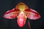 Paph. Gloria Naugle 'Bear-1'