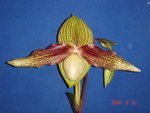 Paph. Harold Koopowitz