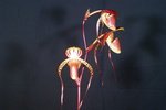 Paph. Hung Sheng Cape 'Bear-2'