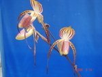 Paph. Hung Sheng Cape 'Bear-1'    