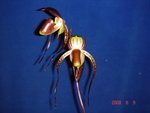 Paph. Hung Sheng Cape 'Bear-3'