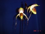 Paph. Hung Sheng Cape 'Bear-4'