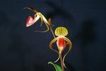 Paph. Hung Sheng Eagle 'Bear-1'