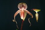 Paph. Hung Sheng Flight 'Bear-1' 