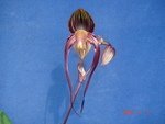 Paph. Hung Sheng General    