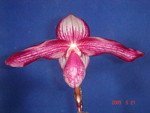 Paph. Hung Sheng Spring