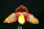 Paph. Hung Sheng Tango 'Bear 'Bear-1' 