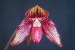 Paph. Hung Sheng Wild Cat 'Bear-1'