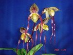 Paph. Kemp Tower 'Hung Sheng'