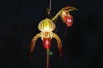 Paph. Lady Mirabel 'Bear'