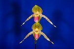 Paph. Lebeau 'Bear'  