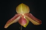 Paph. Nathaniel's Wink 'Bear-1'