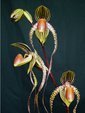 Paph. Prince Edward Of York 'Bear-1'