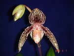 Paph. Rolfei 