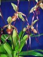 Paph. Screaming Eagle 'Bear'  