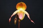 Paph. Shen-Liu Peri 