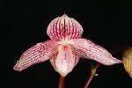 Paph. Shen-Liu White Peri 'Bear-1' 