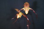 Paph. Shin-Yi Pride 'Bear' 