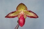 Paph. Sommerwind 'Bear-1'